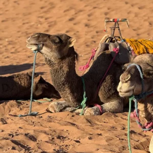 Randonnée Chamelière M’Hamid